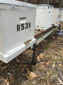 image of bee hives